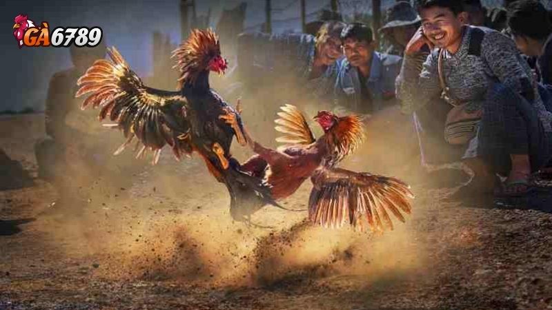Đá gà Ga6789: Sân Chơi Đẳng Cấp Số 1 Đông Nam Á 2024 3 Đá gà Ga6789