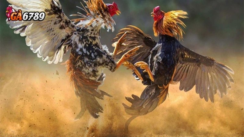 Đá gà tre: Hướng dẫn cược Giải Đấu Truyền Thống Tại Ga6789 3 Đá gà tre