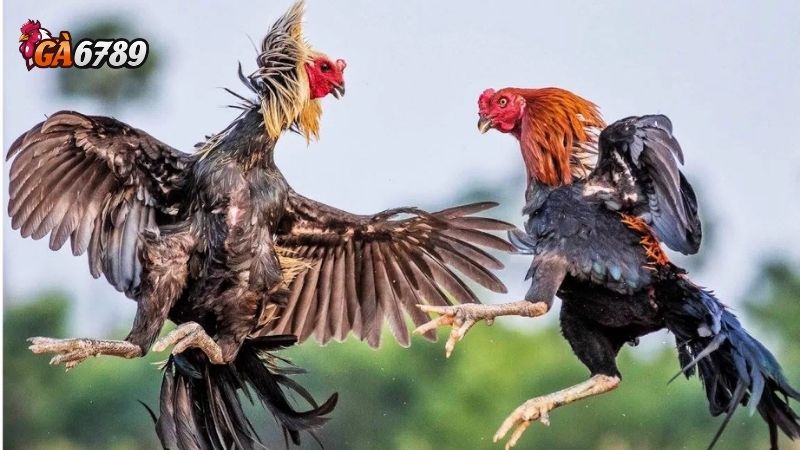 Đá gà tre: Hướng dẫn cược Giải Đấu Truyền Thống Tại Ga6789 4 Đá gà tre